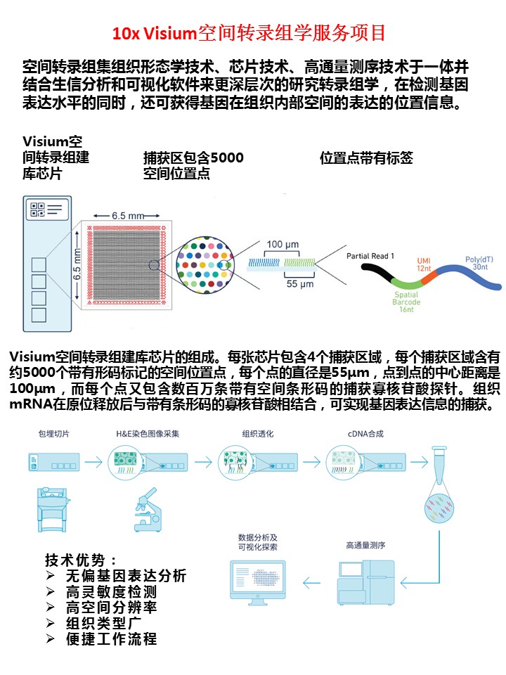 单细胞转录组与空间转录组学方案4（含贝晶空间）.jpg