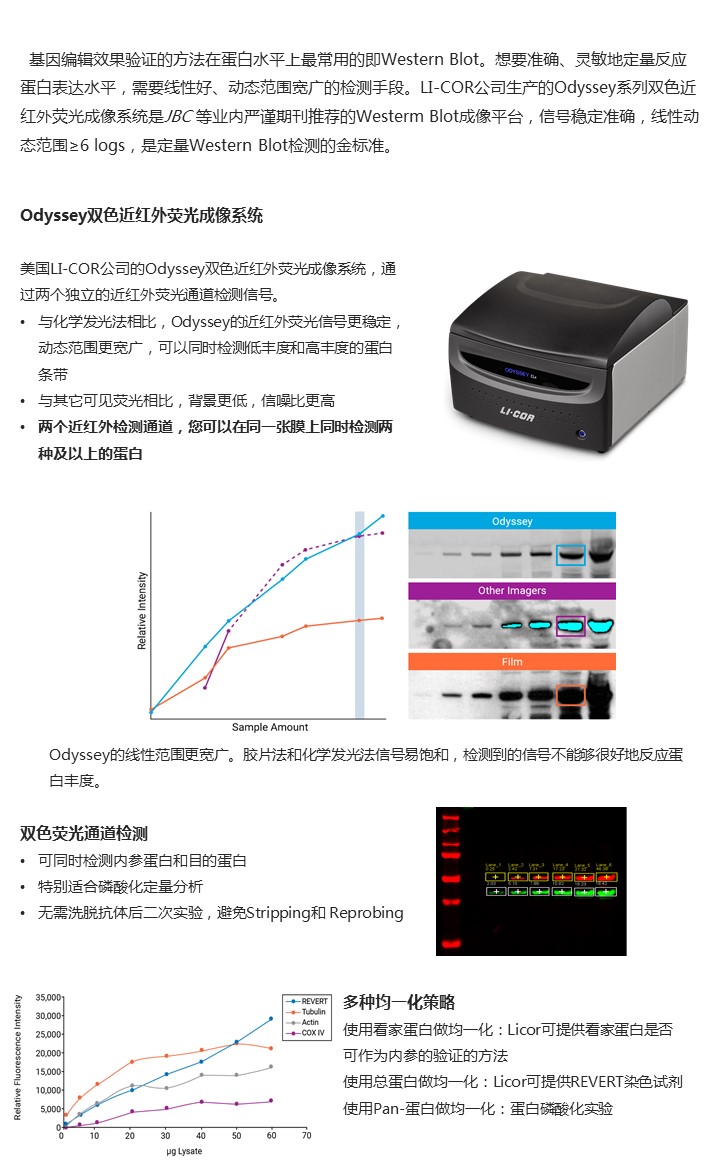 蛋白水平验证篇1.jpg