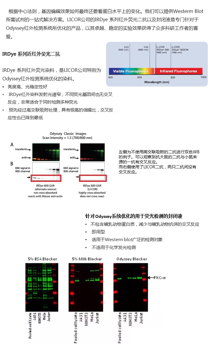 蛋白水平验证篇2.jpg