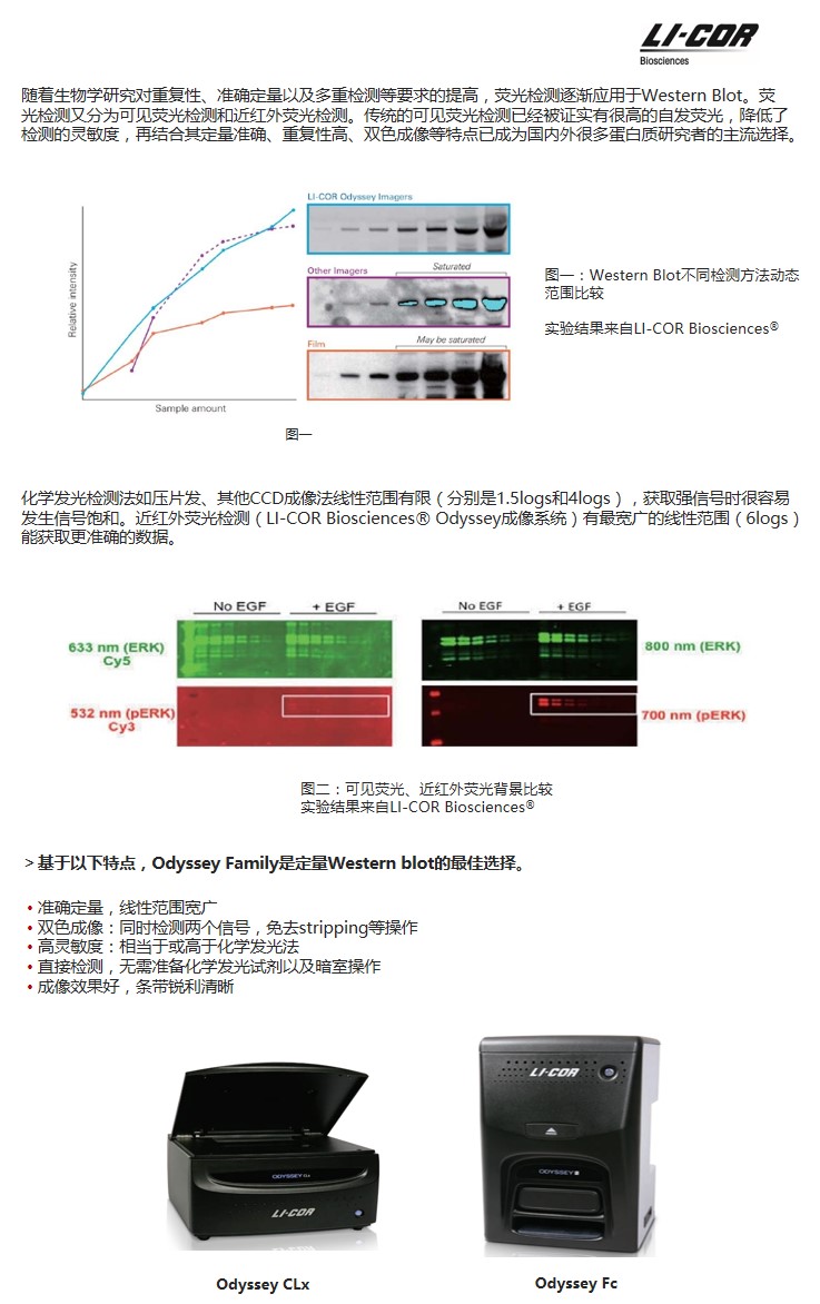 蛋白定量.jpg