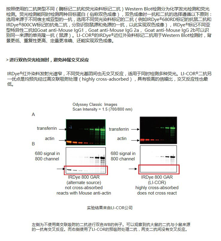 二抗孵育.jpg