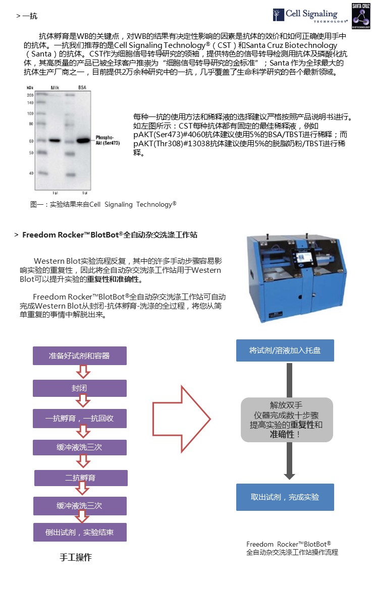 抗体孵育篇.jpg