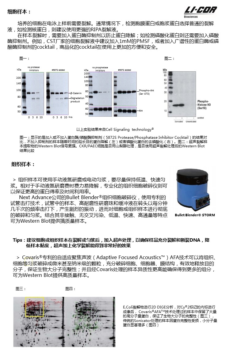 样本制备.jpg